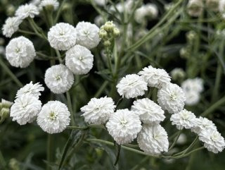 화이트캔디 꽃 이미지 사진