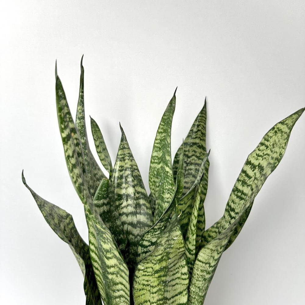 나사(NASA)선정 공기정화식물