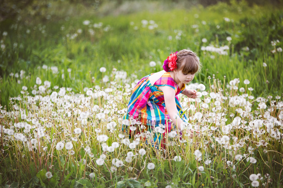 A small girl in a bright and cheery summer dress takes time to pick some dandelions that are ready to seed