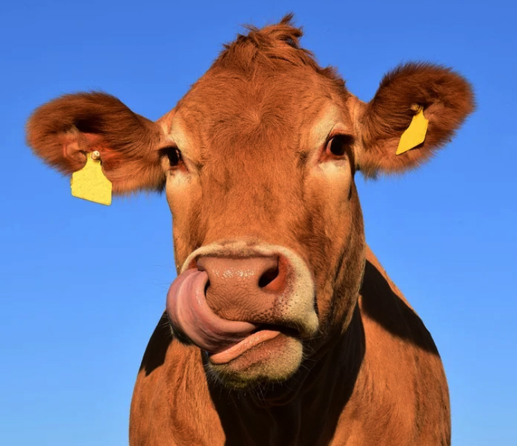 2023년 소띠 운세