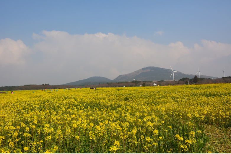 제주 유채꽃 축제 – 온 섬을 물들이는 노란 유채꽃