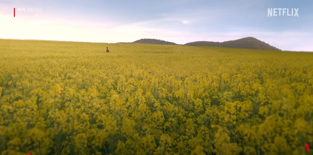 아이유 & 박보검, 유채꽃밭 속에서 펼쳐진 첫 입맞춤💛 ❘ 폭싹 속았수다 ❘ 넷플릭스 캡처본