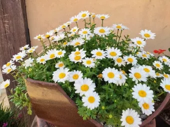 좋은글과 좋은음악이 있는곳_5