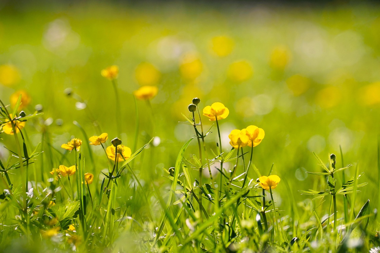 2025 원동면 미나리 축제 특징과 효능, 먹거리 장터