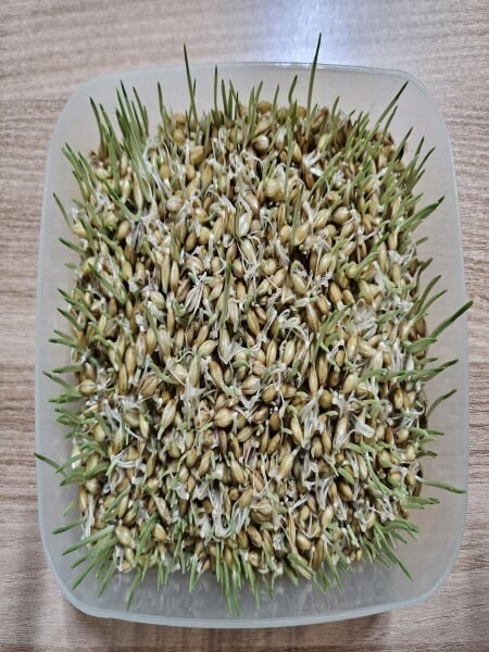 조금 자라난 보리새싹