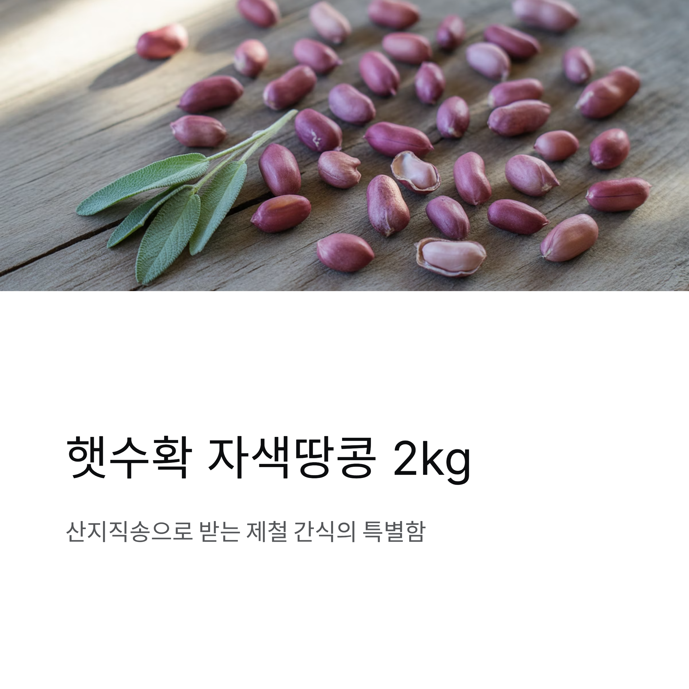 햇 수확 자색땅콩 2kg 산지직송, 껍질째 바로 즐기는 제철 간식