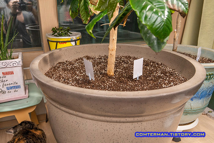 커피나무 뿌리혹파리 방제