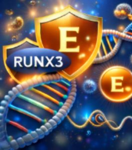 비타민 E - 세포막 항산화와 유전자 보호