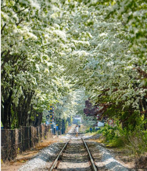전주 이팝나무 철길