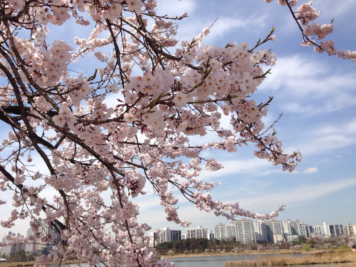 만석공원 벚꽃