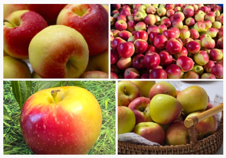 경산-사과-구아네농장