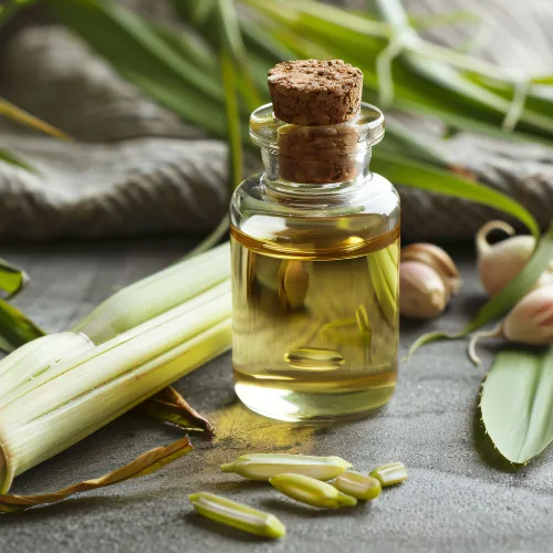 레몬그라스 재배 온도 유지 삽목 번식 잎 수확_2