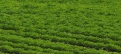 Tile 12
