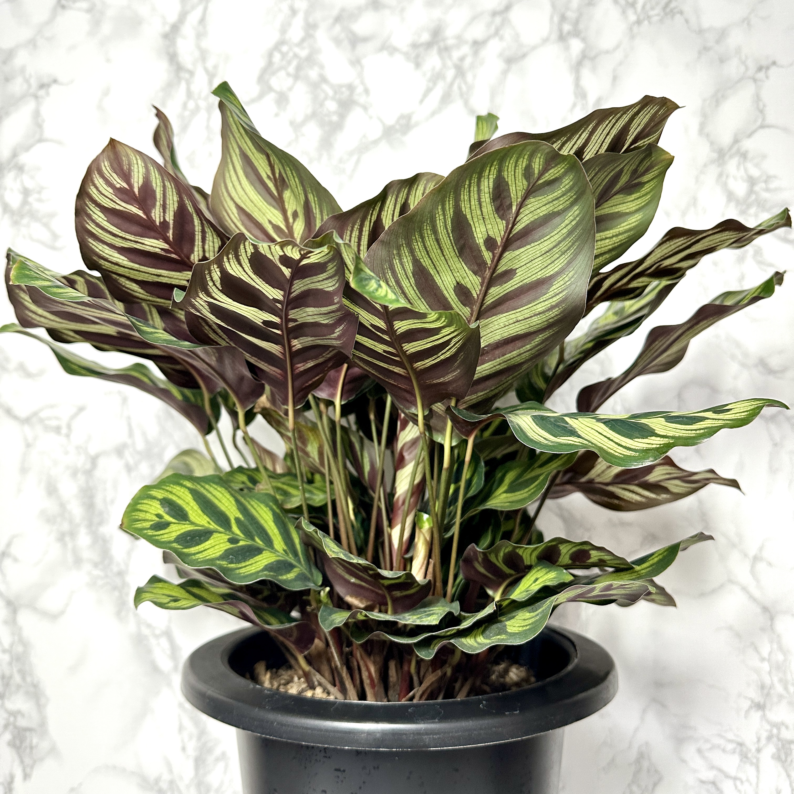 칼라데아 마코야나 키우는 방법, 온도, 물주기, 관리