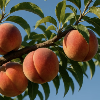 복숭아나무 열매 수확 시기&amp;#44; 가장 달고 맛있을 때를 알아보는 3가지 신호