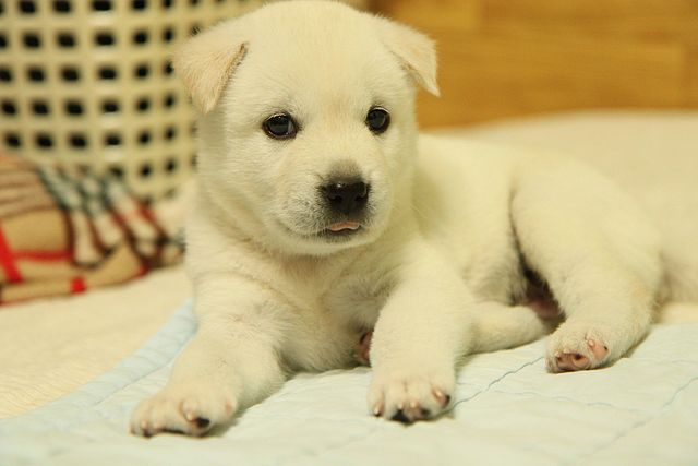 진도개 진돗개 강아지 사진