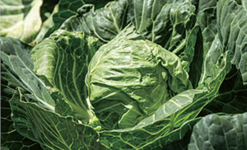 미니 양배추는 늦가을부터 초겨울 사이가 제철