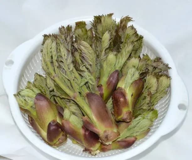 산나물은 꼭 삶아서 먹어야 하나요?