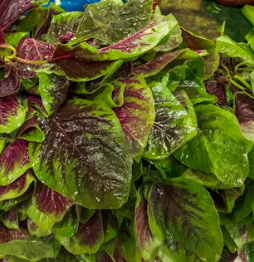 근대 효능과 부작용 나물 먹는법 고르는법 칼로리