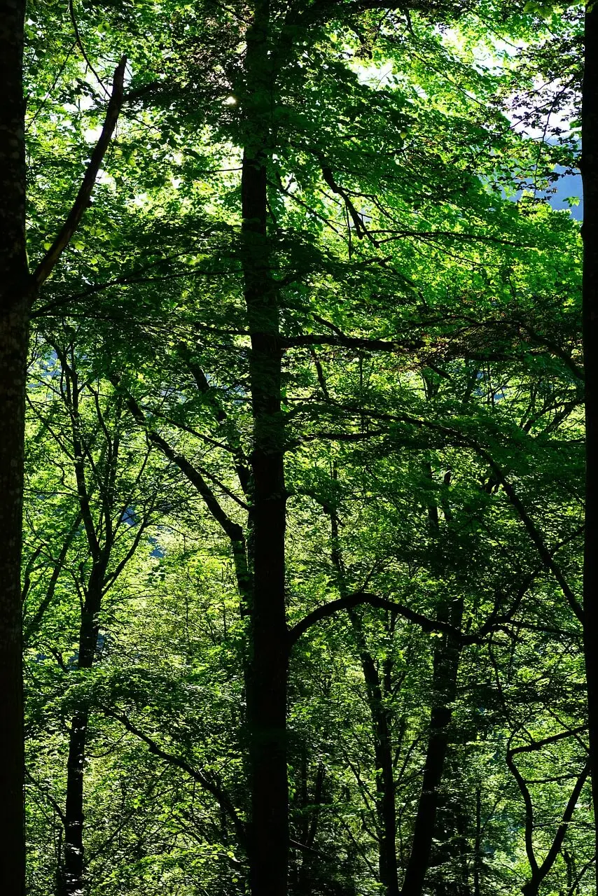 숲나들e 취소표 알림 &amp; 잔여석 대기&amp;#44; 고수들의 예약 비법 