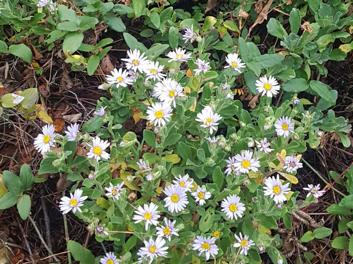 해국을 아무 바닷가에나 심으면 실패하는 이유｜&lsquo;해안 식물&rsquo;이라는 오해부터 버려야 한다