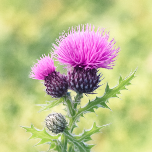 엉겅퀴_효능_부작용_주의사항