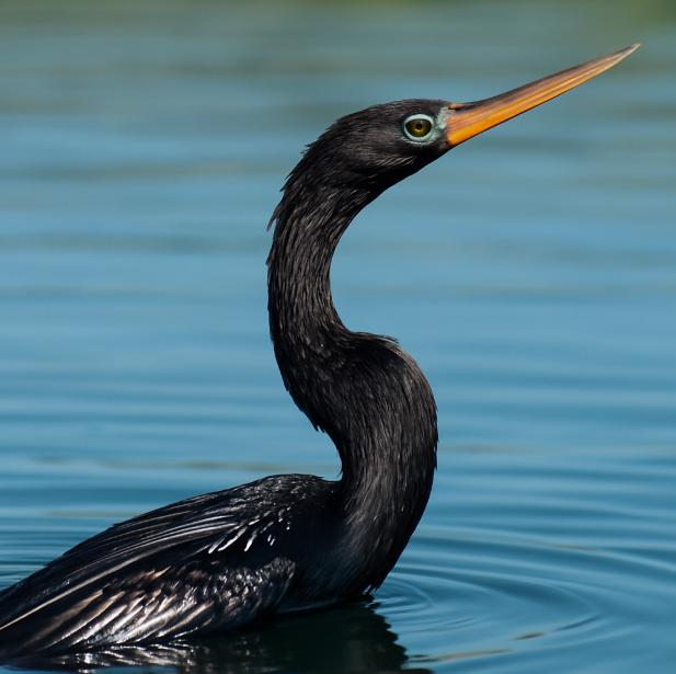 물속의 유령, 악어가마우지 (소개, 잠수 사냥, 생존 방식)