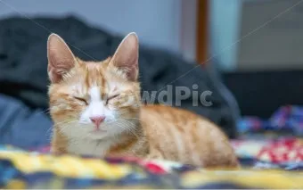 코숏 고양이 털색깔 종류 성격 수명_2