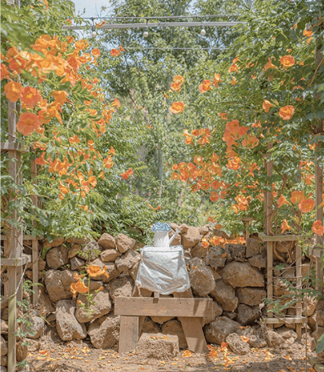 제주도 비체올린 능소화정원4