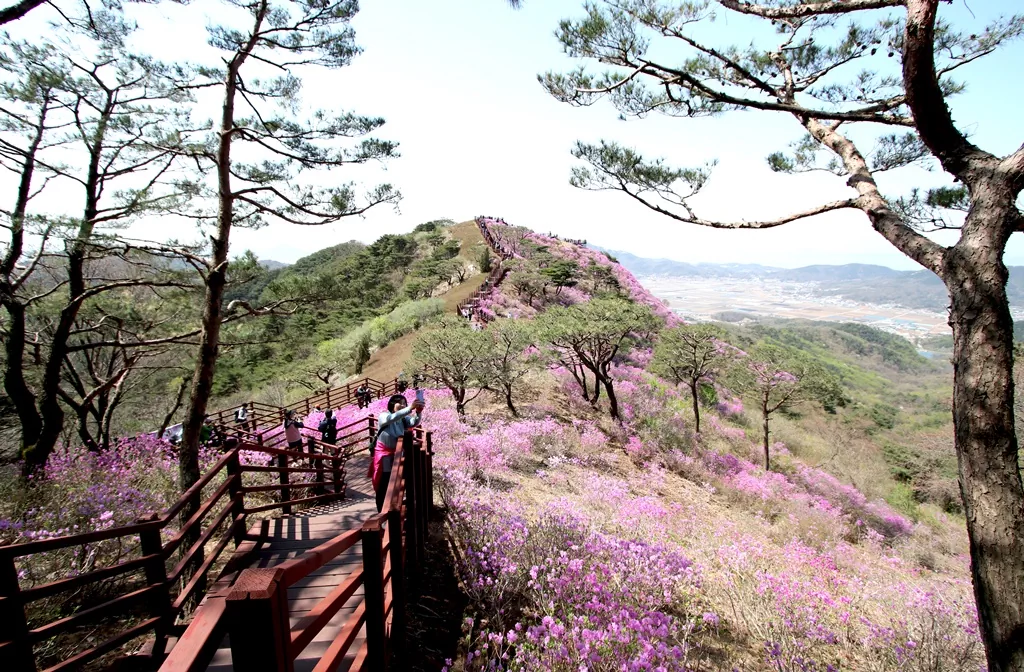 강화 고려산 진달래축제 (고려산 진달래군락지) 전경.