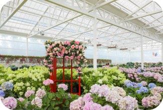 휴애리 수국정원 이미지 출처: 수국정원 홈페이지