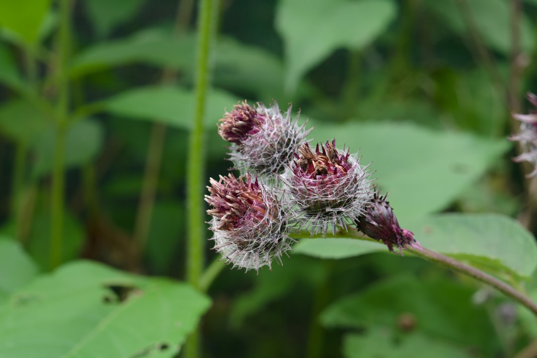 Burdock