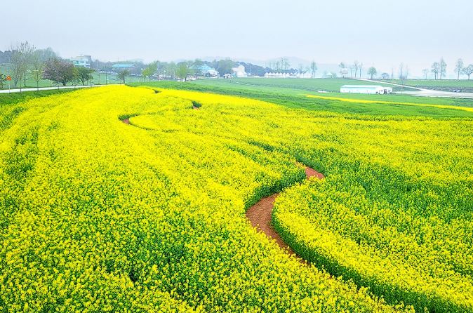 고창 청보리밭 축제 입장료 맛집 숙박 주차