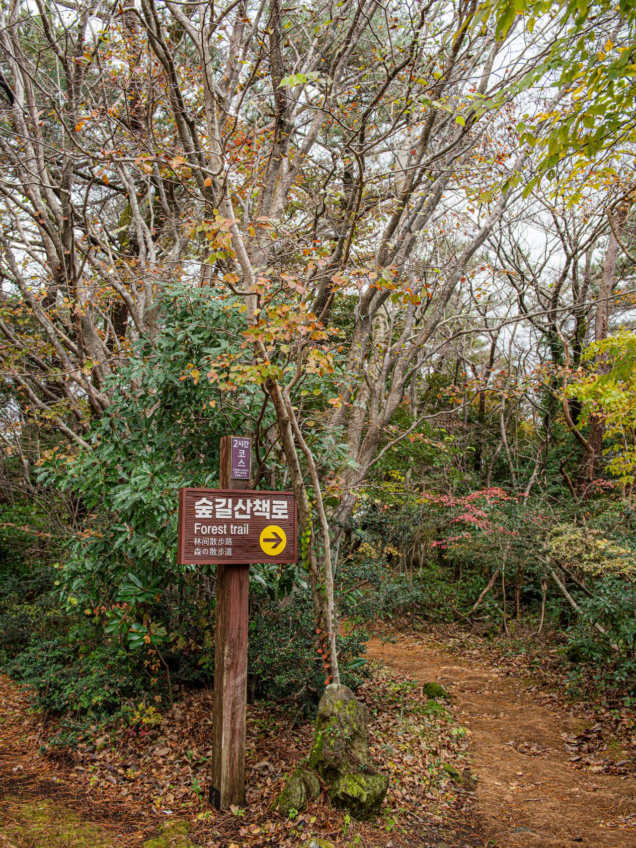 서귀포자연휴양림 관련 사진 (제주관광공사 홈페이지에서)