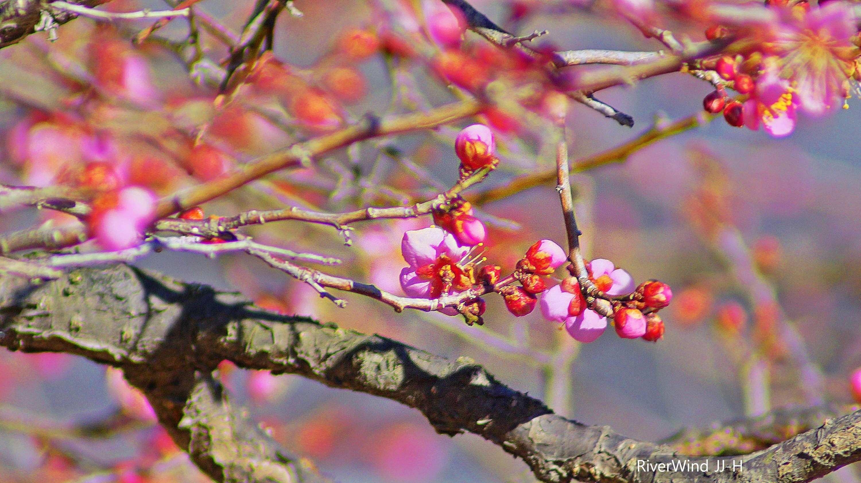 양산 통도사 자장매