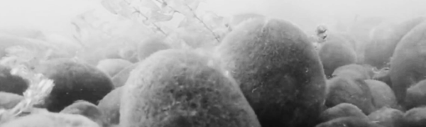 마리모 키우기: 마리모 어항