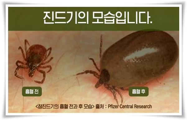 "진드기" 야외 활동의 숨은 적, 안전한 야외 활동을 위한 가이드!