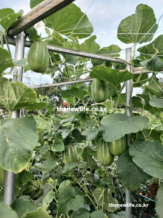 참외 효능과 함께 제철 시기와 GI 당지수를 설명하는 참외 실사진