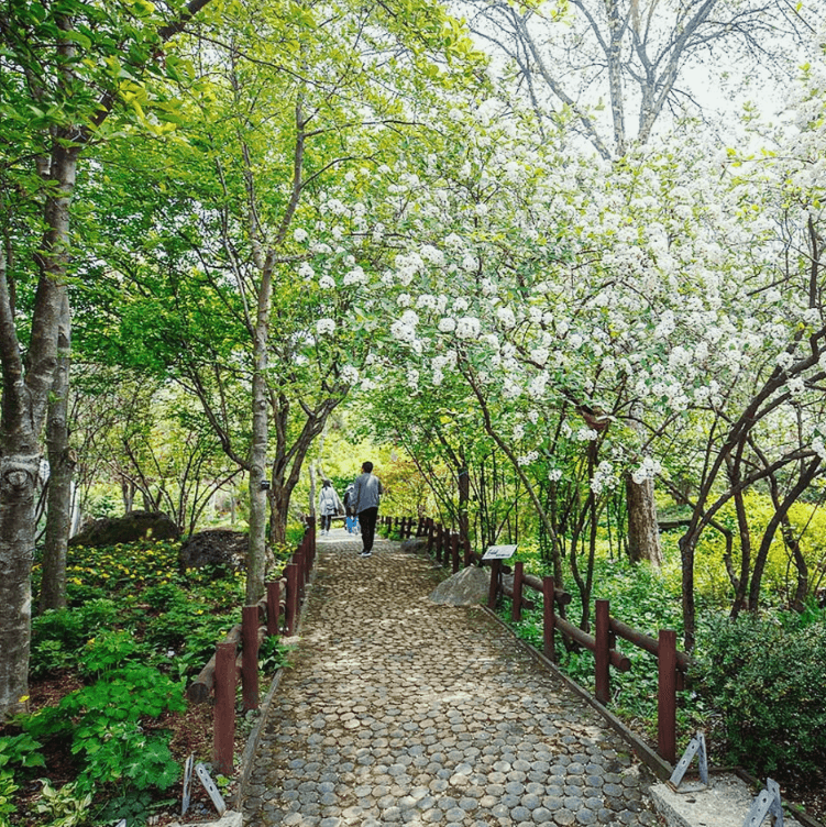 용인 자작나무 숲 봄 꽃 축제, 봄 날의 감성에 물들다!