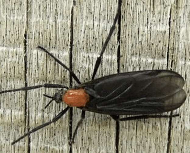 러브버그 퇴치법