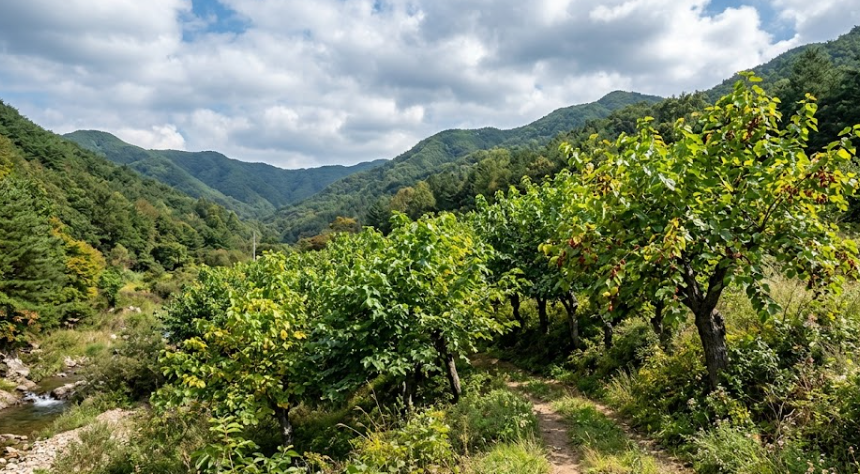 상엽(桑葉, Morus alba L.)