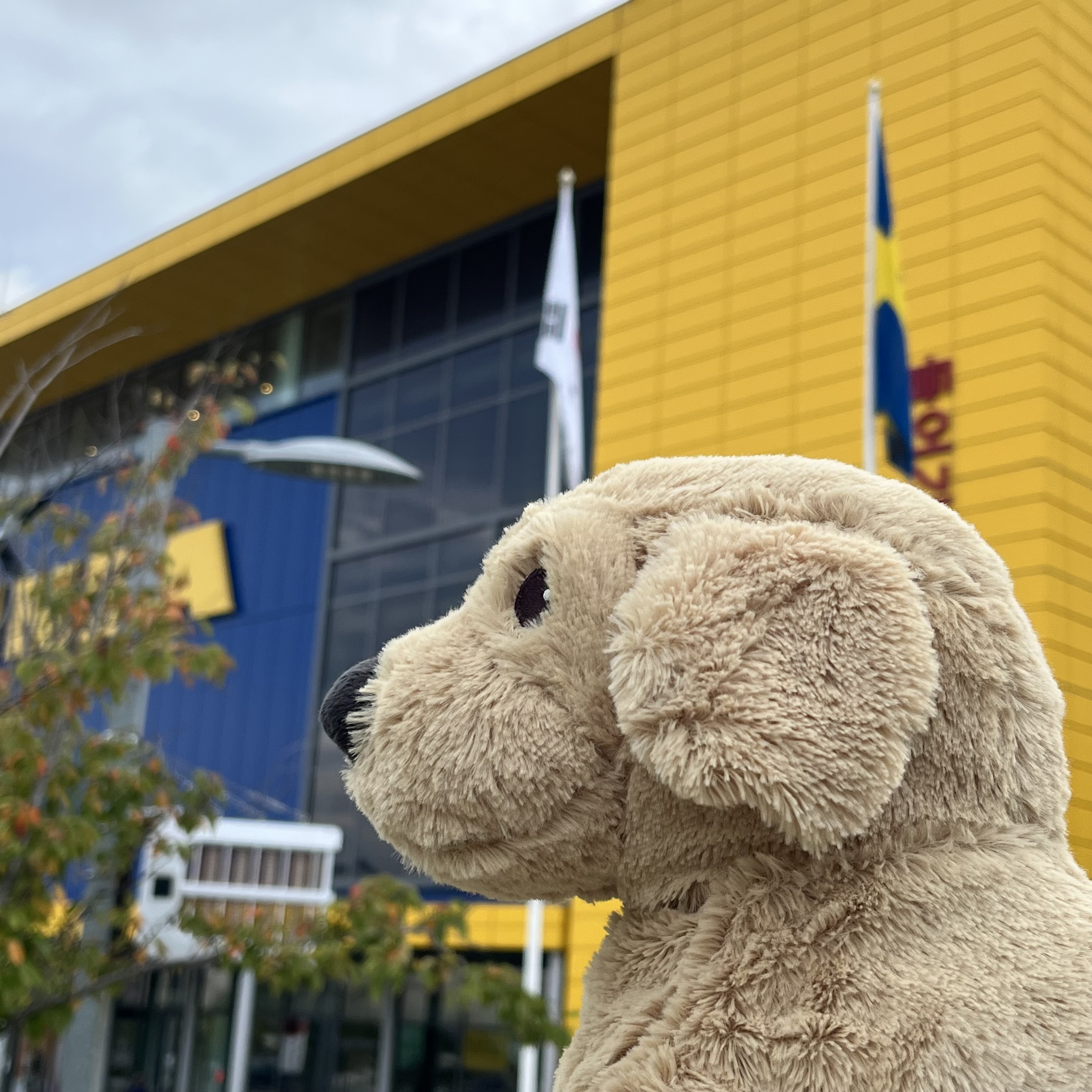 구매한 이케아 리트리버 인형