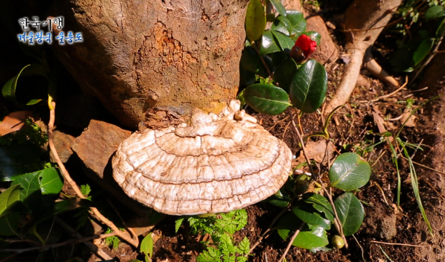 영지버섯_이야기