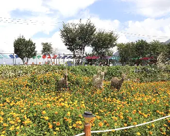 평창 백일홍 축제_6