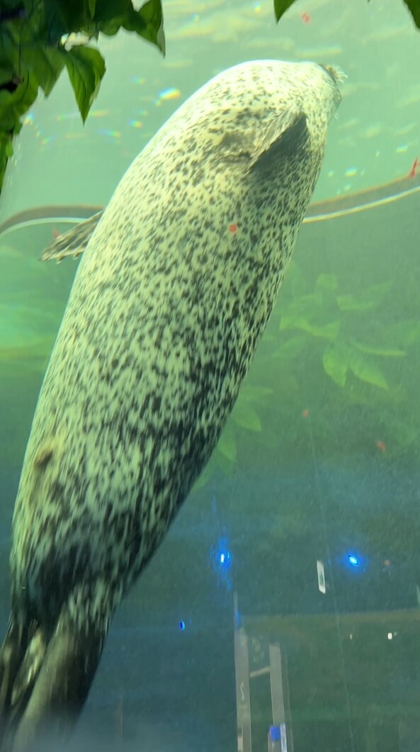 여수아쿠아플라넷-바다사자관찰하기