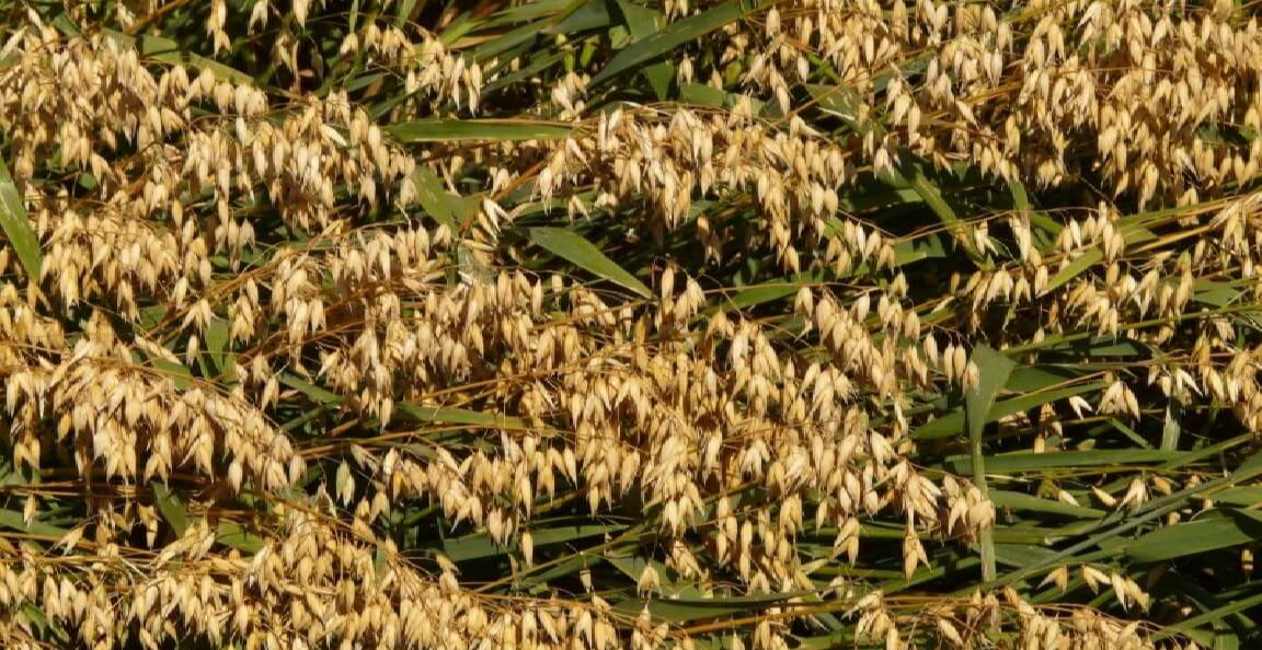 저칼로리음식귀리