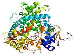 CYP1A2