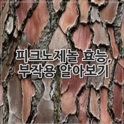 피크노제놀 효능, 부작용, 복용법 정리