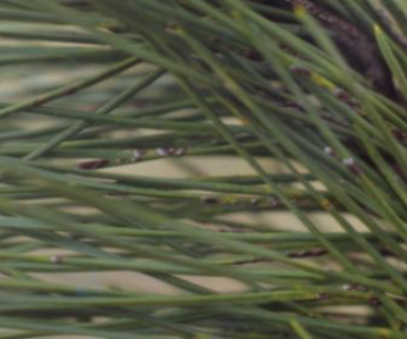 소나무굴깍지벌레