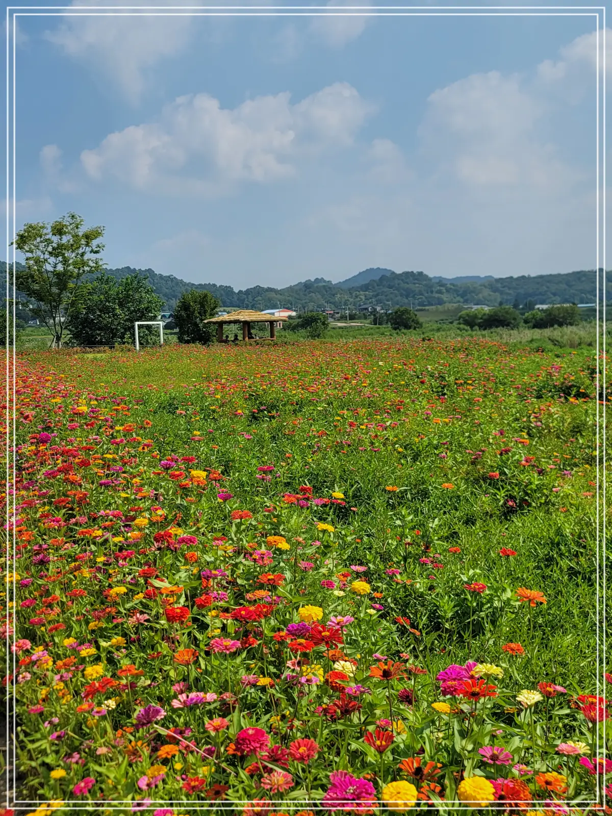 댑싸리정원-연강변-백일홍